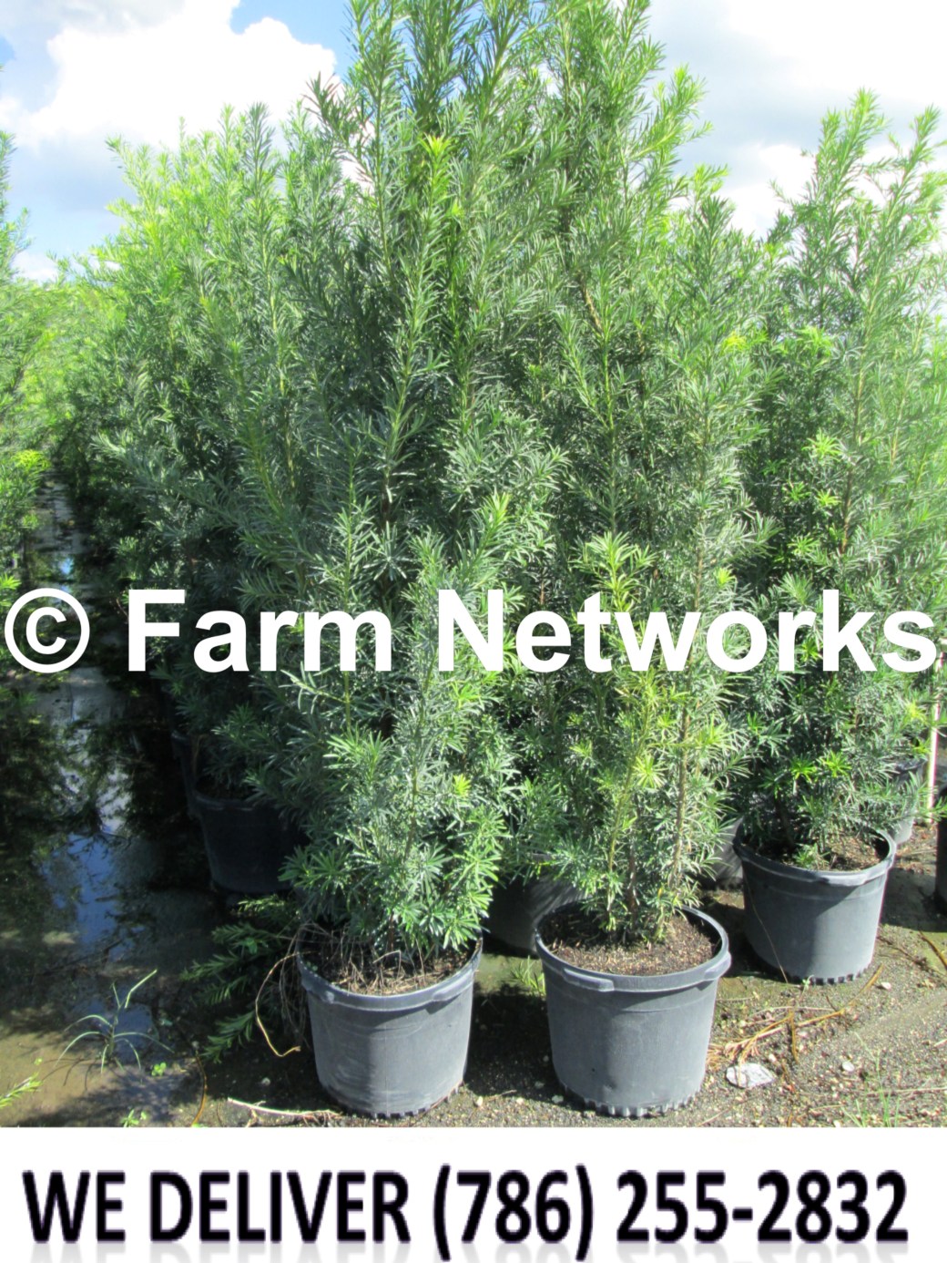 Podocarpus for Sale-Parkland