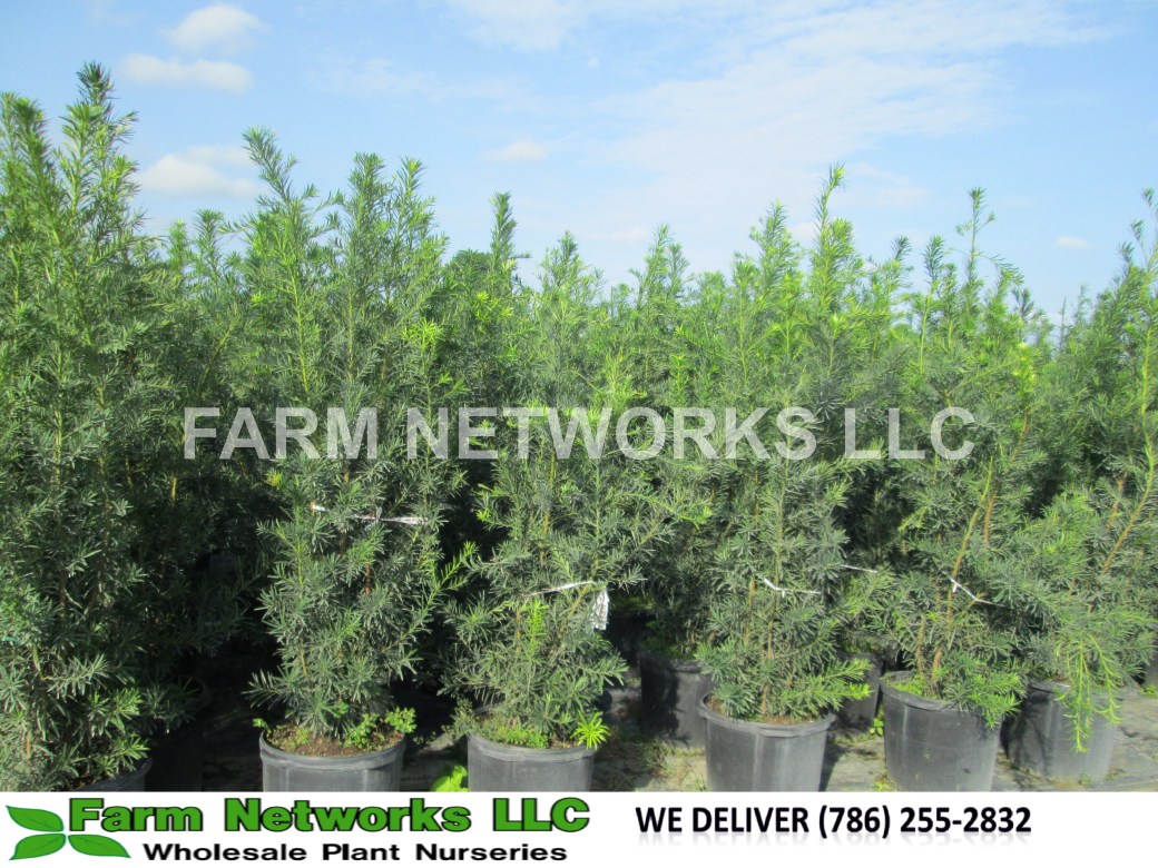 Podocarpus Hedge Plant 7 Gallon