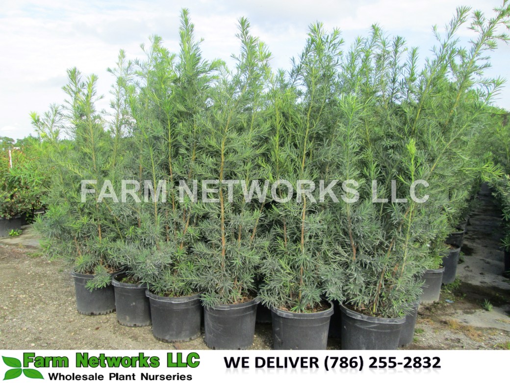 Podocarpus Plant-Privacy-Broward