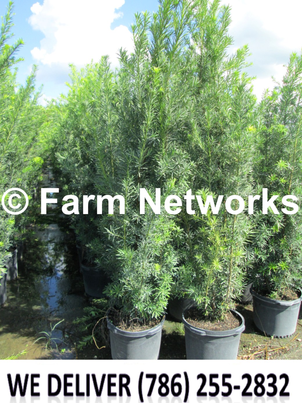 Podocarpus Plant-Privacy-Miami