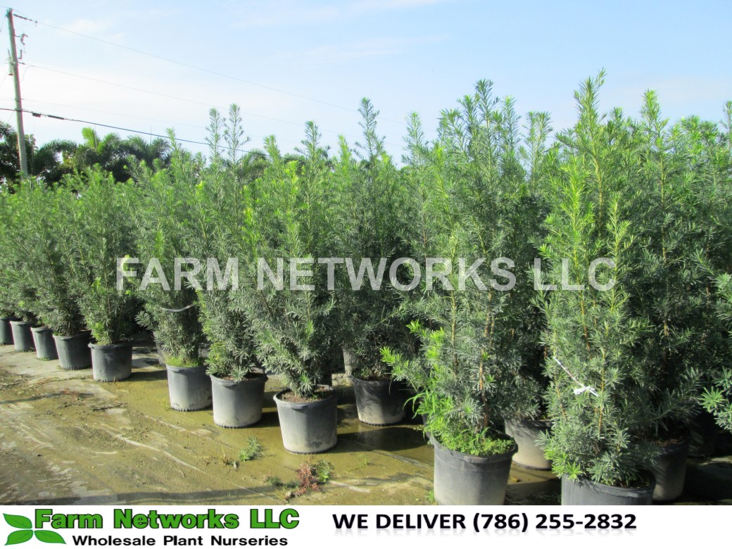 Podocarpus Plant-Privacy-Palm Beach
