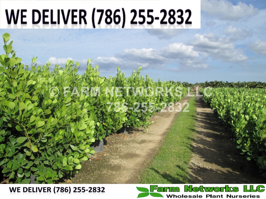 Stuart-Clusia Plant Nursery