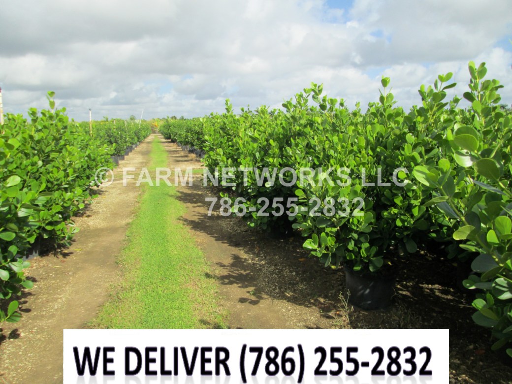 West Coast-Clusia Plant Nursery