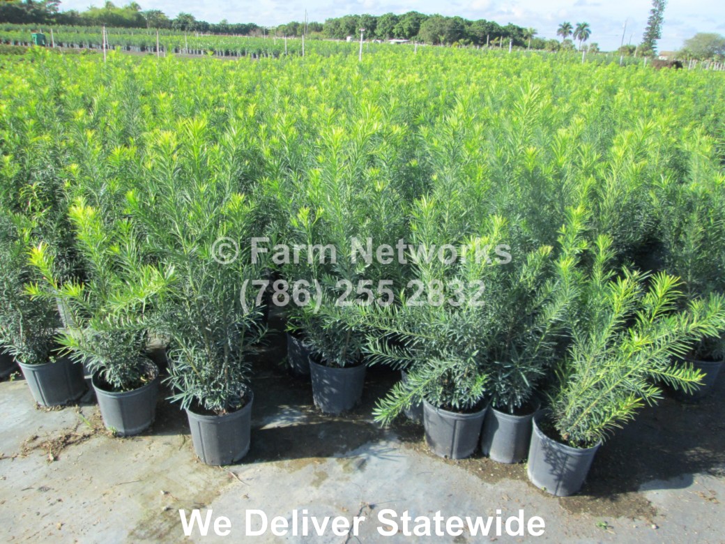 1-Gallon-Wholesale-Podocarpus-Price