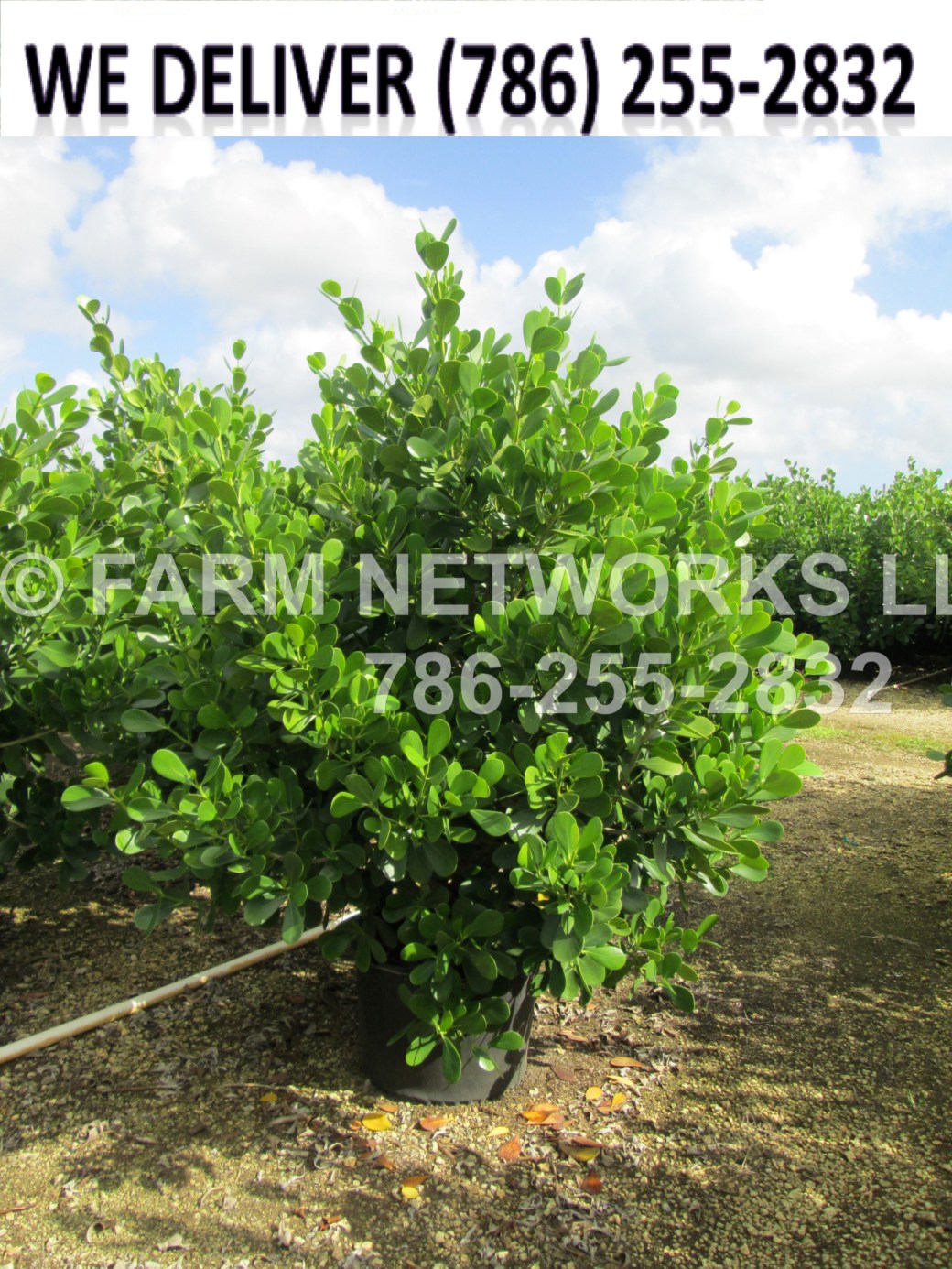 10-Gallon-Wholesale-Clusia-Price