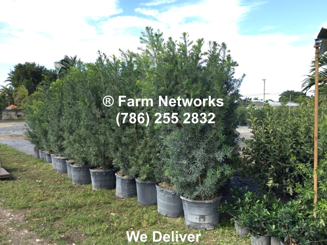 10-Gallon-Wholesale-Podocarpus-Price
