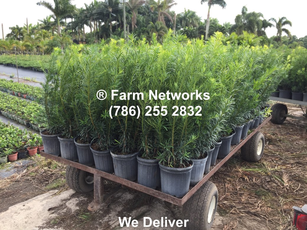 2-Gallon-Wholesale-Podocarpus-Price