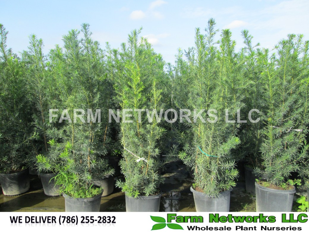 20-Gallon-Wholesale-Podocarpus-Price