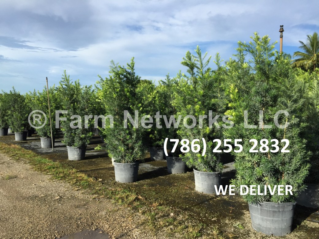 25-Gallon-Wholesale-Podocarpus-Price