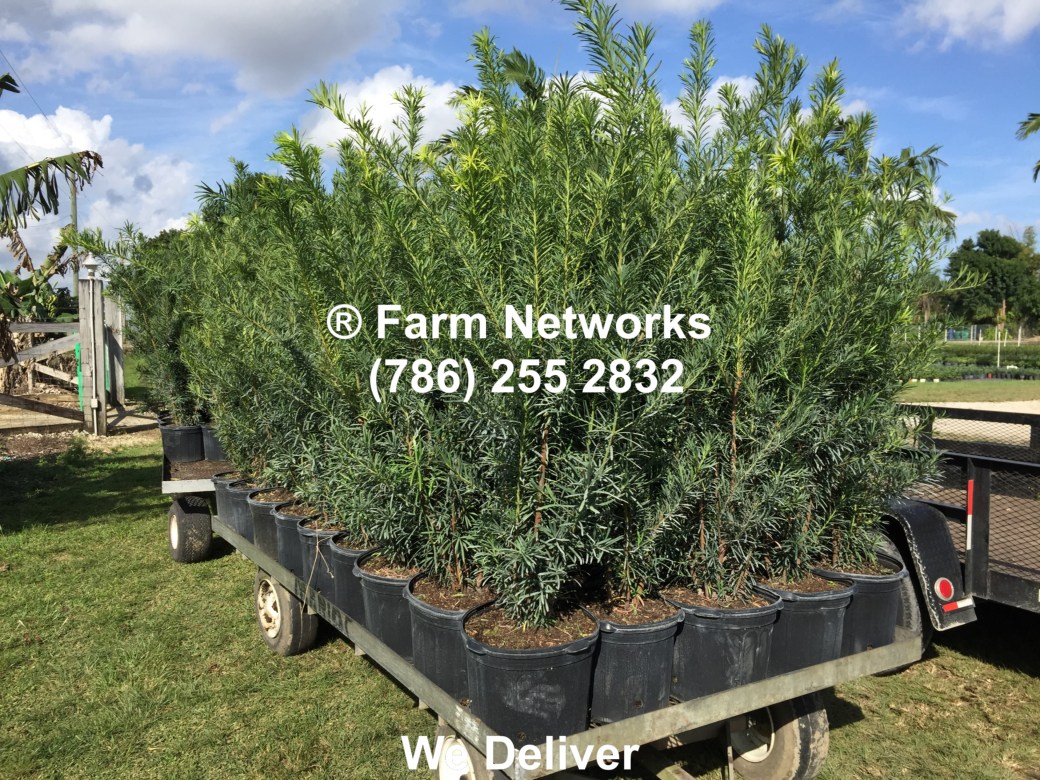 3-Gallon-Wholesale-Podocarpus-Price