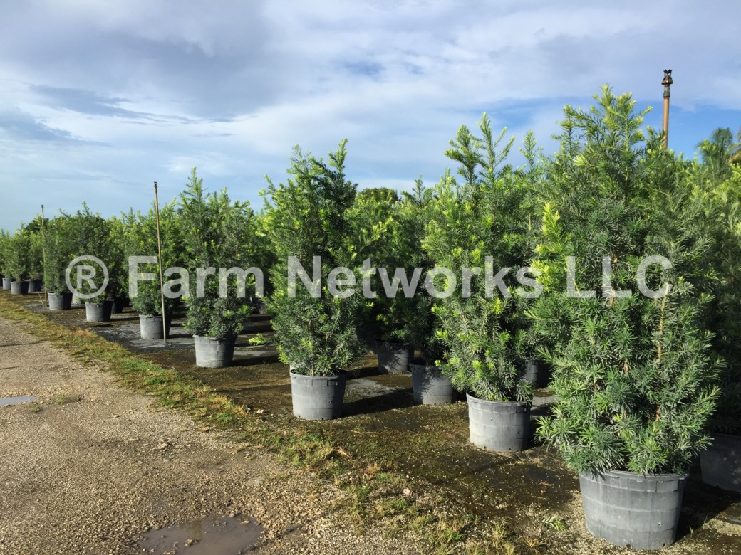 30-Gallon-Wholesale-Podocarpus-Price