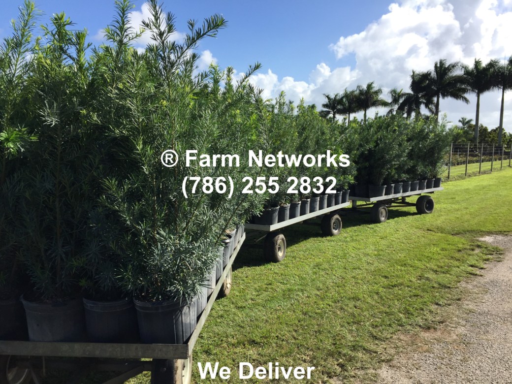 5-Gallon-Wholesale-Podocarpus-Price