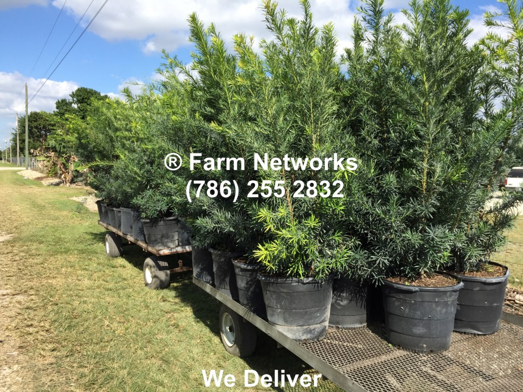 7-Gallon-Wholesale-Podocarpus-Price
